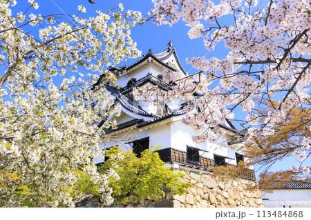 満開の桜咲く彦根城 満開の桜咲く彦根城 113484868