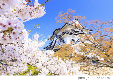 満開の桜咲く彦根城 満開の桜咲く彦根城 113484870