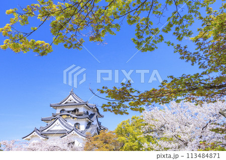 満開の桜咲く彦根城 113484871