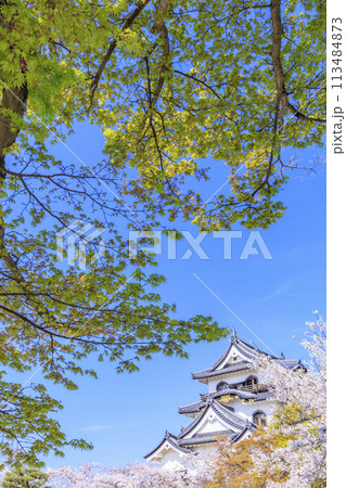 満開の桜咲く彦根城 113484873