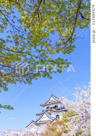 満開の桜咲く彦根城 113484874