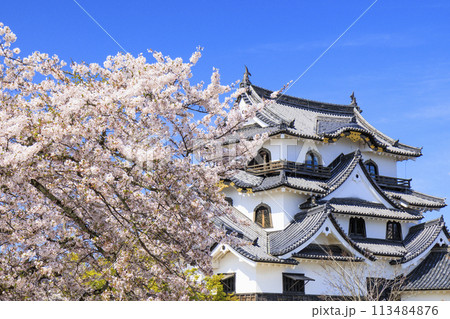 満開の桜咲く彦根城 113484876