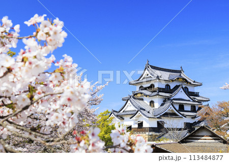 満開の桜咲く彦根城 満開の桜咲く彦根城 113484877