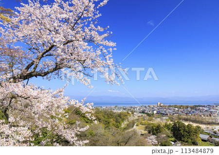満開の桜咲く彦根城 113484879