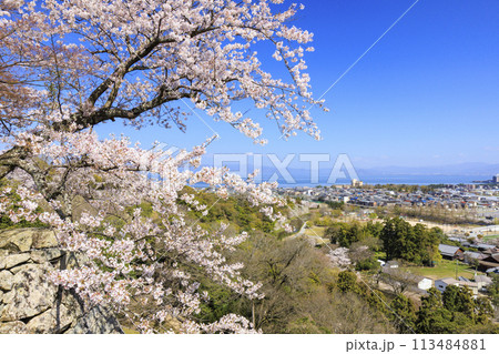 満開の桜咲く彦根城 113484881