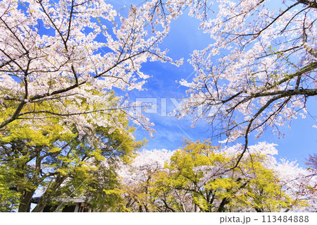 満開の桜咲く彦根城 満開の桜咲く彦根城 113484888