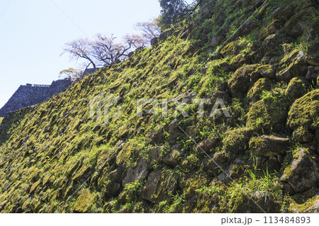満開の桜咲く彦根城 満開の桜咲く彦根城 113484893