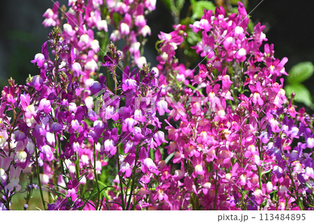 リナリア(姫金魚草) リナリア(姫金魚草) 113484895