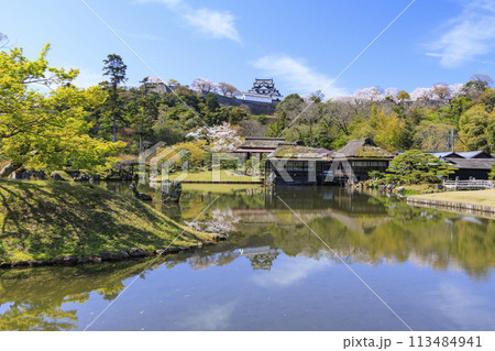 桜咲く彦根城 113484941