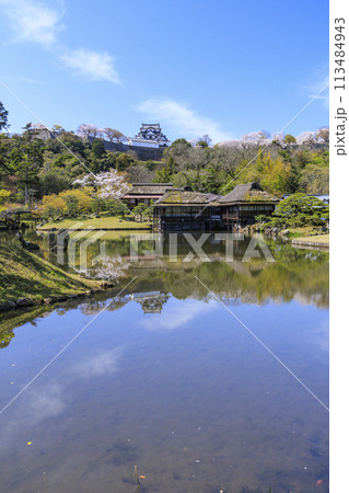 桜咲く彦根城 桜咲く彦根城 113484943