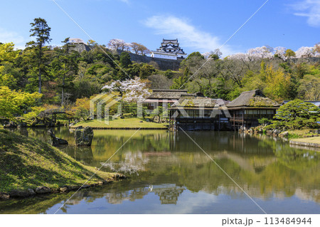 桜咲く彦根城 桜咲く彦根城 113484944
