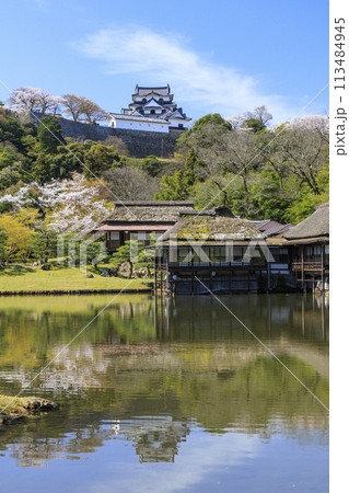 桜咲く彦根城 113484945