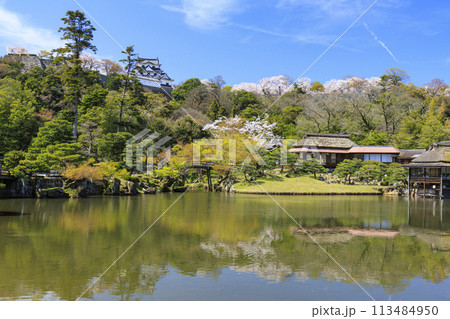 桜咲く彦根城 113484950