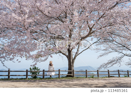 桜満開の紫雲出山と女性の後ろ姿 113485161