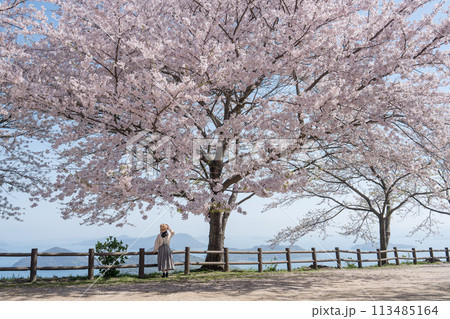 桜満開の紫雲出山と女性の後ろ姿 113485164