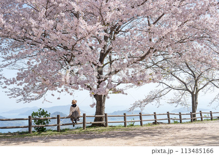 桜満開の紫雲出山と女性の後ろ姿 桜満開の紫雲出山と女性の後ろ姿 113485166
