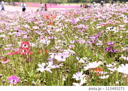 アネモネ 113485271