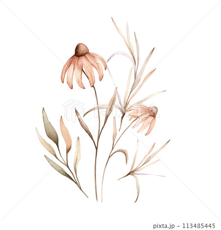 Watercolor bouquet botanical autumn illustration echinacea branches flowers and herbs. Autumn floral illustration. Hand painted drawing isolated on white background. Floral composition pastel color 113485445