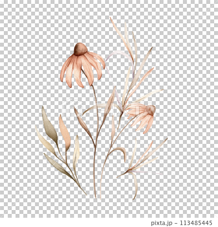 Watercolor bouquet botanical autumn illustration echinacea branches flowers and herbs. Autumn floral illustration. Hand painted drawing isolated on white background. Floral composition pastel color 113485445
