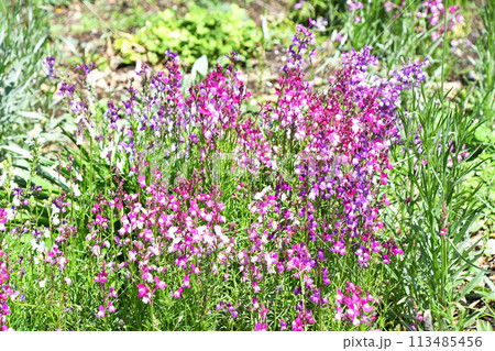 リナリア(姫金魚草) リナリア(姫金魚草) 113485456