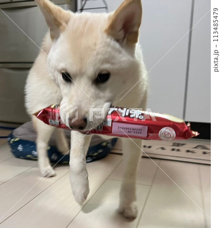 おやつを持つ柴犬 113485479