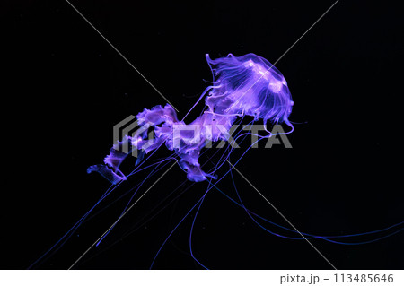Black sea nettle, Chrysaora achlyos swimming in dark water of aquarium tank Black sea nettle, Chrysaora achlyos swimming in dark water of aquarium tank 113485646