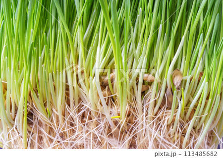 Sprouts of wheat with roots, microgreens texture Sprouts of wheat with roots, microgreens texture 113485682