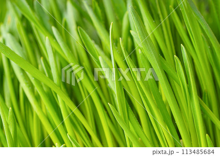Fresh green grass texture background. Grass leaves close up, macro Fresh green grass texture background. Grass leaves close up, macro 113485684