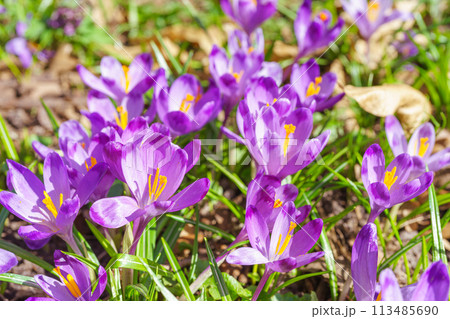 Beautiful purple spring crocuses in the garden, floral background Beautiful purple spring crocuses in the garden, floral background 113485690