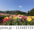 春 113485729