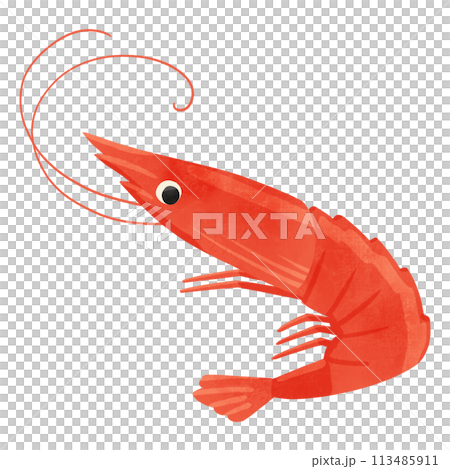 蝦手繪插畫 113485911