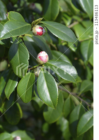 Camellia 113486113