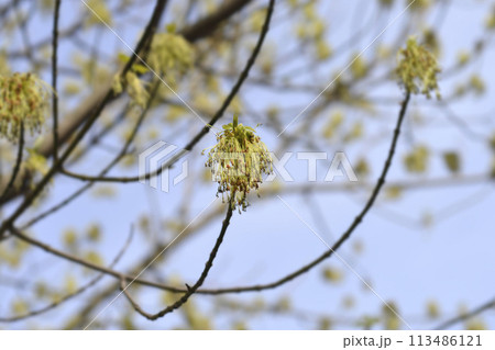 Boxelder maple 113486121