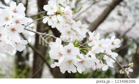 桜咲く 113486306