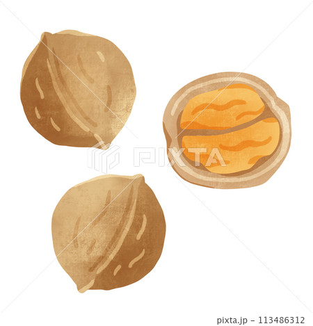 クルミ　手描きイラスト 113486312