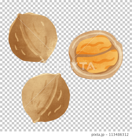 クルミ　手描きイラスト 113486312