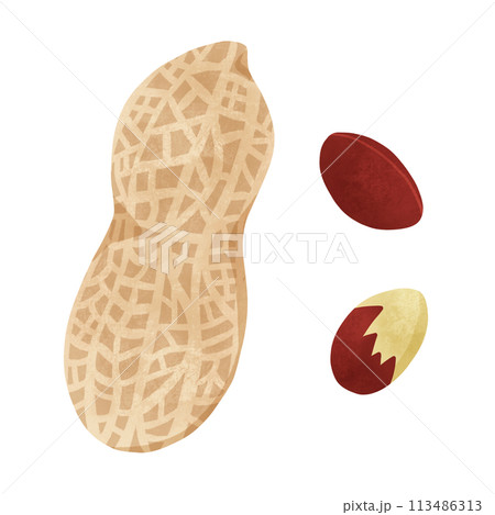 落花生　手描きイラスト 113486313