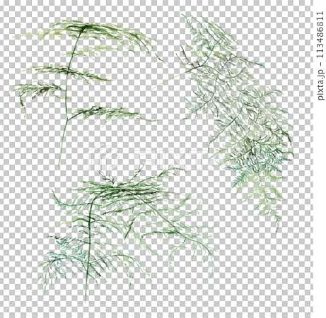 Watercolor fern twigs with green leaves isolated illustration, botanical wedding element 113486811