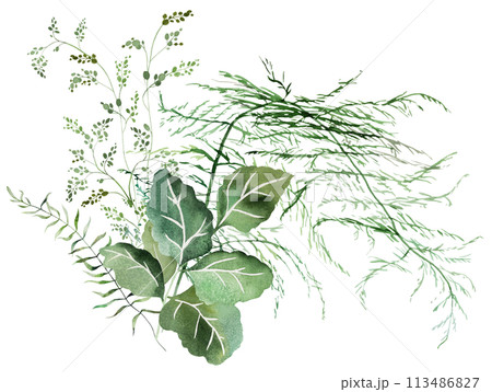 Bouquet with Watercolor fern twigs with green leaves isolated illustration, botanical wedding Bouquet with Watercolor fern twigs with green leaves isolated illustration, botanical wedding 113486827