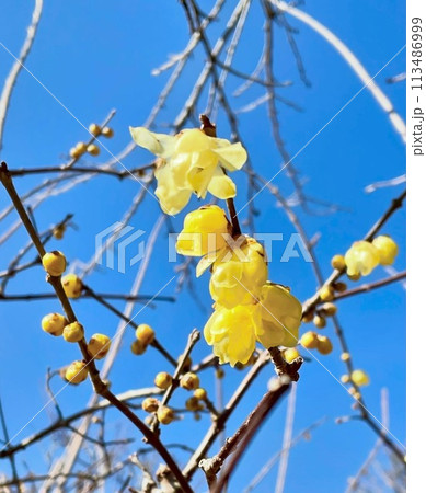 青空に映えるロウバイ 113486999
