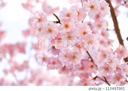 さくら咲く 113487001
