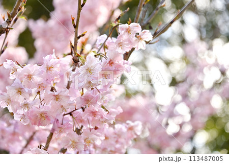 さくら咲く 113487005