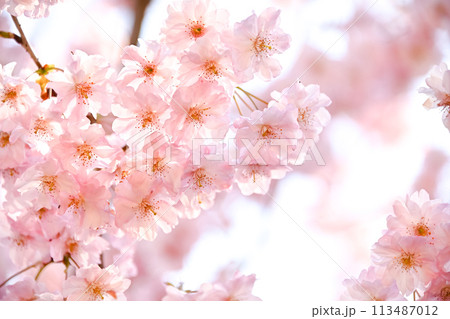 さくら咲く さくら咲く 113487012