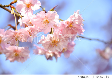 さくら咲く 113487015