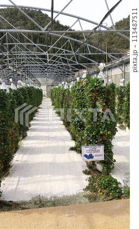 フランス Tourrettes-sur-Loup トゥレット・シュル・ルー すみれ畑 フランス Tourrettes-sur-Loup トゥレット・シュル・ルー すみれ畑 113487511