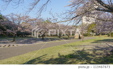 【千葉県千葉市】おゆみ野はるのみち公園と桜 【千葉県千葉市】おゆみ野はるのみち公園と桜 113487873