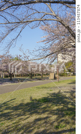 【千葉県千葉市】おゆみ野はるのみち公園と桜 113487874