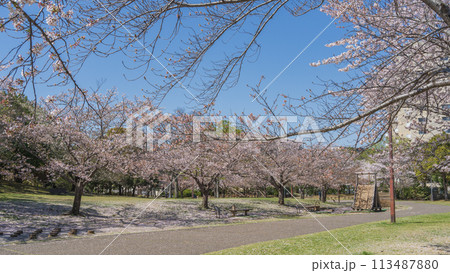 【千葉県千葉市】おゆみ野はるのみち公園と桜 【千葉県千葉市】おゆみ野はるのみち公園と桜 113487880