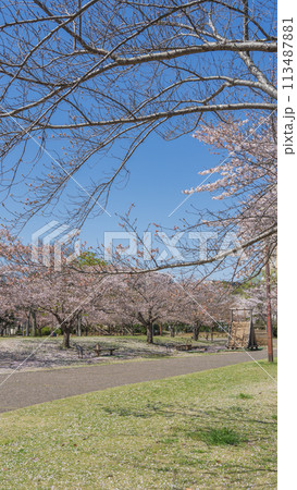 【千葉県千葉市】おゆみ野はるのみち公園と桜 113487881