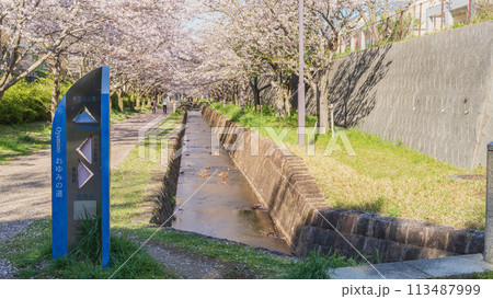 【千葉県千葉市】おゆみ野四季の道・おゆみ野の道(有吉公園付近)と桜並木 113487999